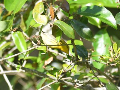 prairie warbler BRD4301.JPG