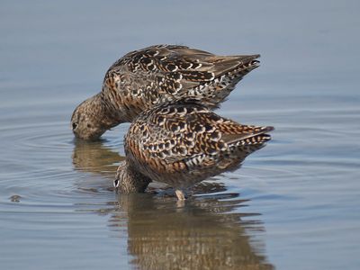 short-billed dowitcher BRD4316.JPG