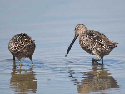 short-billed dowitcher BRD4317.JPG