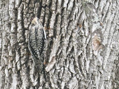 yellow-bellied sapsucker BRD4326.JPG