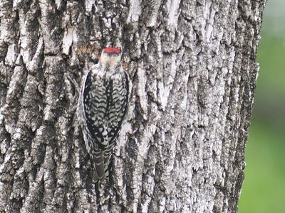 yellow-bellied sapsucker BRD4334.JPG