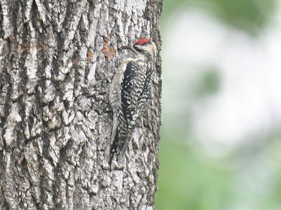 yellow-bellied sapsucker BRD4351.JPG