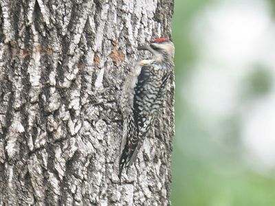 yellow-bellied sapsucker BRD4352.JPG