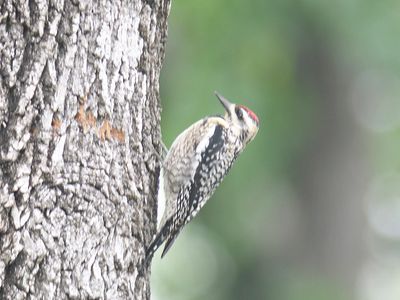 yellow-bellied sapsucker BRD4364.JPG