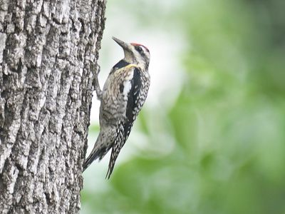 yellow-bellied sapsucker BRD4388.JPG