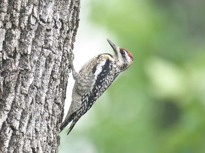 yellow-bellied sapsucker BRD4391.JPG