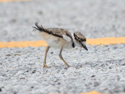killdeer BRD4485.JPG