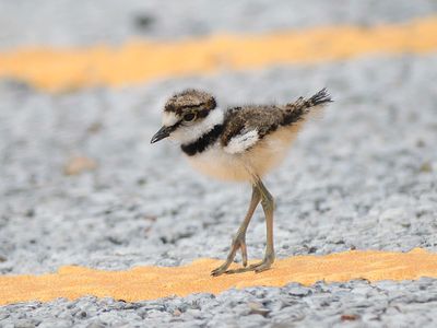 killdeer BRD4493.JPG