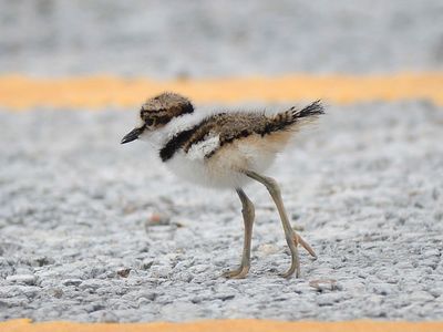 killdeer BRD4496.JPG