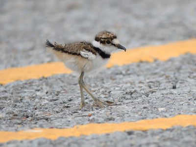 killdeer BRD4500.JPG