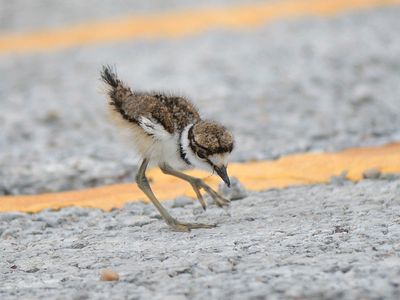 killdeer BRD4506.JPG