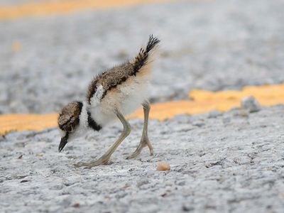 killdeer BRD4507.JPG