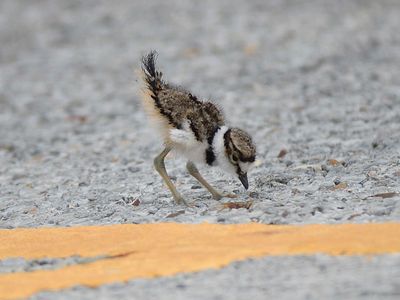 killdeer BRD4510.JPG