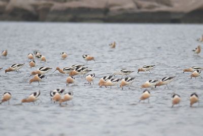 american avocet BRD4434.JPG