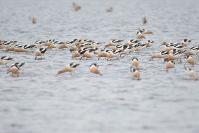 american avocet BRD4435.JPG