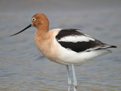 american avocet BRD4440.JPG