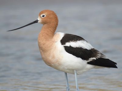 american avocet BRD4442.JPG