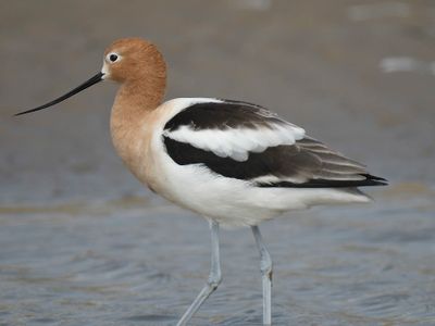 american avocet BRD4446.JPG