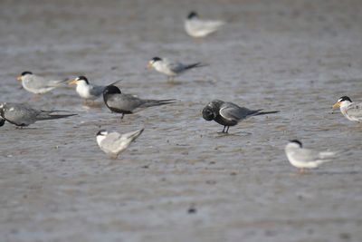 black tern BRD4426.JPG
