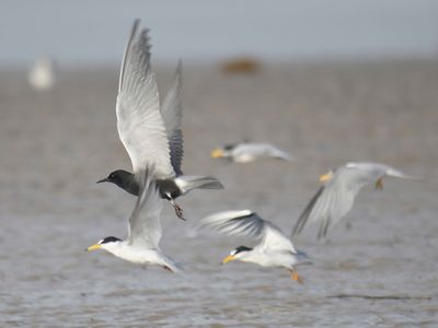 black tern BRD4427.JPG