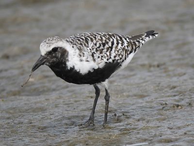 black-bellied plover BRD4514.JPG
