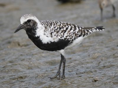 black-bellied plover BRD4516.JPG