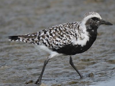 black-bellied plover BRD4522.JPG
