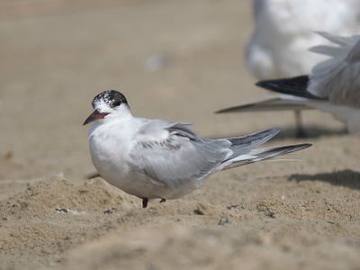 common tern BRD4475.JPG