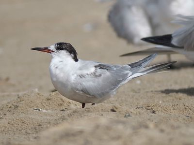 common tern BRD4476.JPG