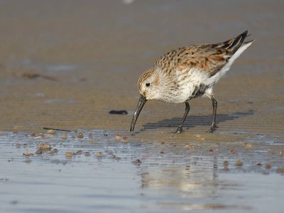 dunlin BRD4419.JPG