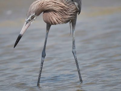 reddish egret BRD4461.JPG