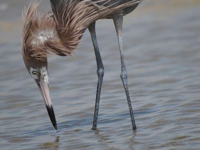reddish egret  BRD4463.JPG