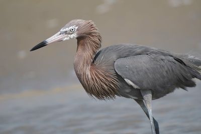 reddish egret BRD4465.JPG