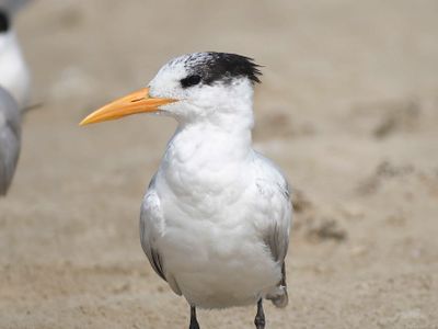 royal tern BRD4472.JPG
