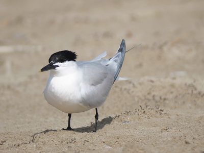 sandwich tern BRD4479.JPG