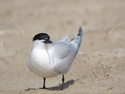 sandwich tern BRD4481.JPG
