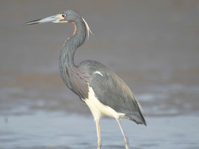 tricolored heron BRD4420.JPG