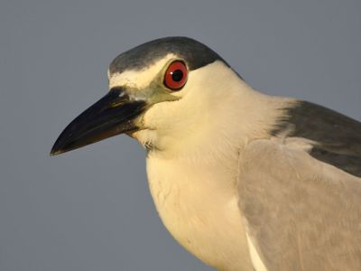 black-crowned night heron BRD4540.JPG