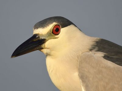 black-crowned night heron BRD4541.JPG