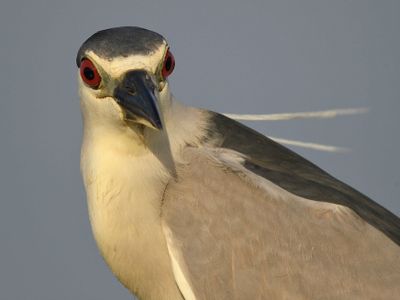 black-crowned night heron BRD4543.JPG