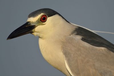 black-crowned night heron BRD4547.JPG