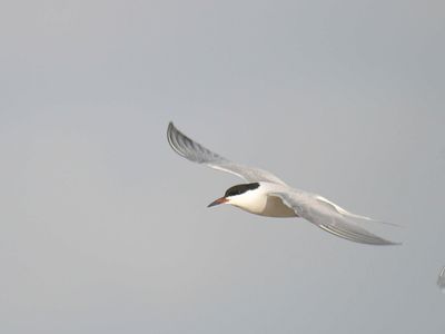 common tern BRD4593.JPG