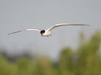 common tern BRD4595.JPG