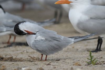 common tern BRD4616.JPG