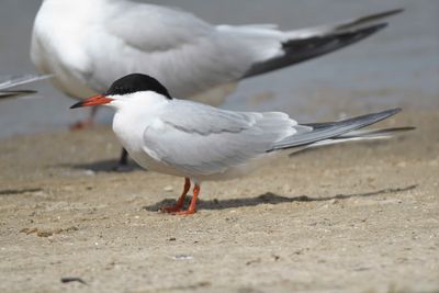 common tern BRD4618.JPG