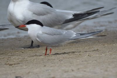 common tern BRD4620.JPG
