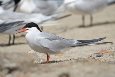 common tern BRD4636.JPG