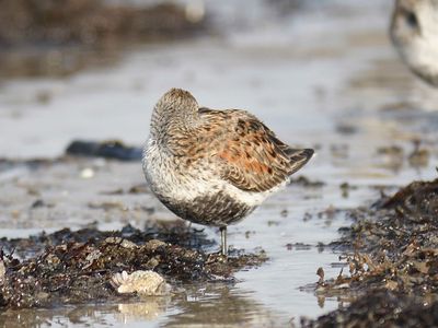 dunlin BRD4568.JPG