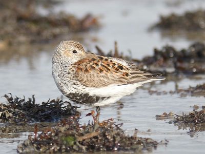 dunlin BRD4569.JPG