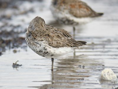 dunlin BRD4573.JPG